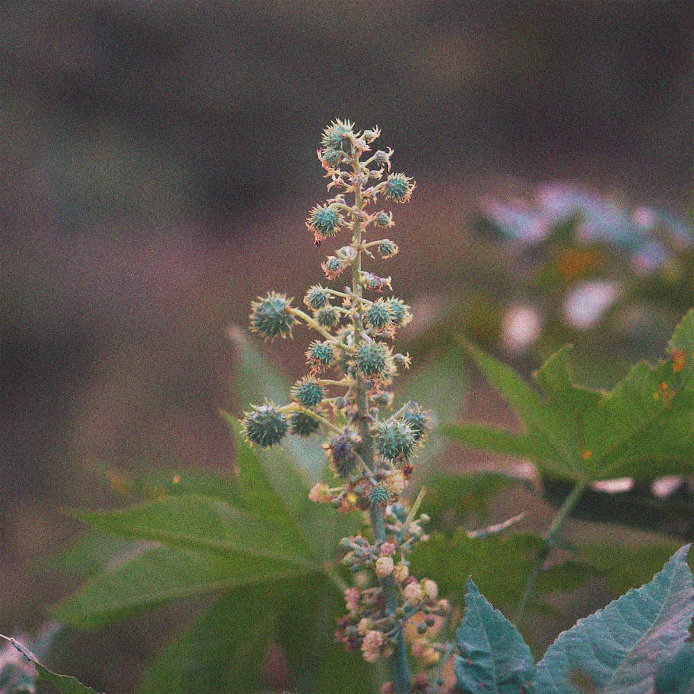CASTOR FLOWER