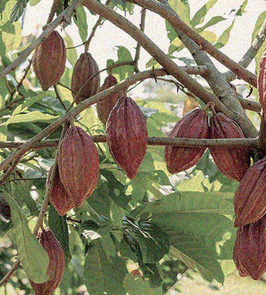 COCOA BEAN