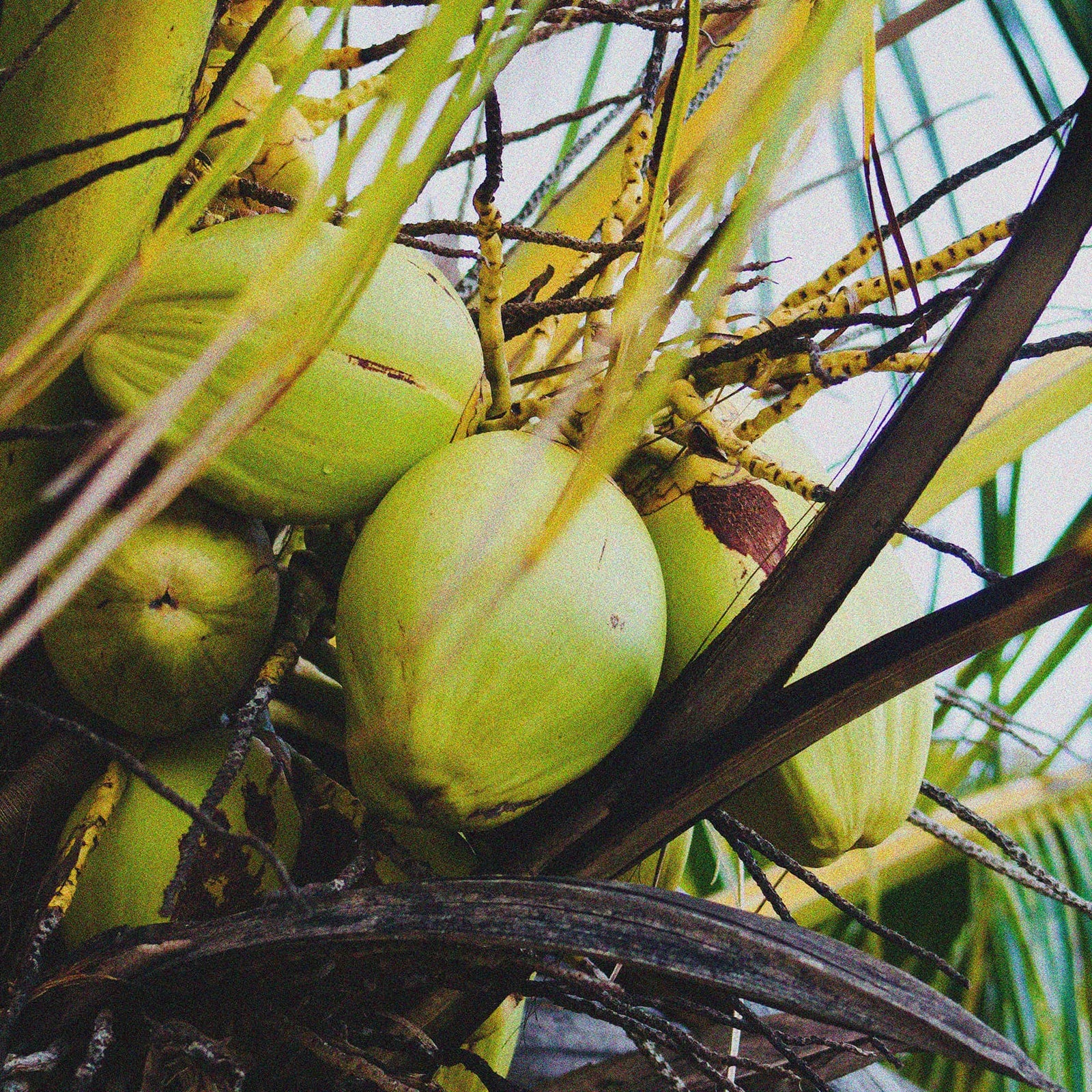 COCONUT
