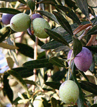 OLIVE
