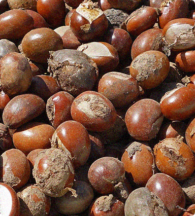 SHEA NUT