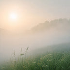 Summerfogs